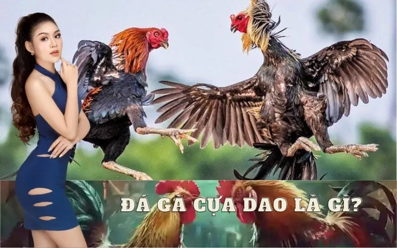 Đá Gà Cựa Dao Là Gì?