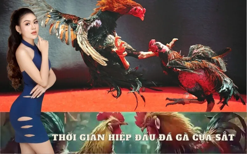 Thời Gian Hiệp Đấu Đá Gà Cựa Sắt