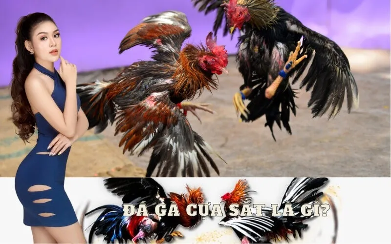 Đá Gà Cựa Sắt Là Gì?