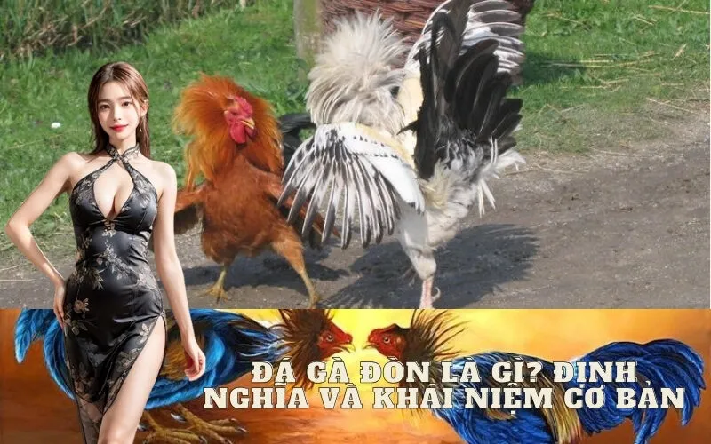 Đá Gà Đòn Là Gì? Định Nghĩa và Khái Niệm Cơ Bản