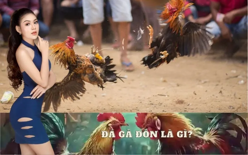 Đá Gà Đòn Là Gì?