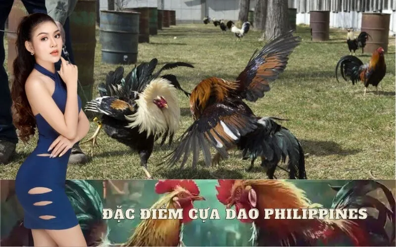 Đặc Điểm Cựa Dao Philippines