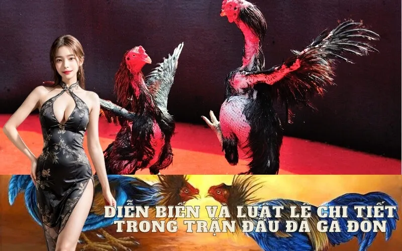 Diễn Biến và Luật Lệ Chi Tiết Trong Trận Đấu Đá Gà Đòn