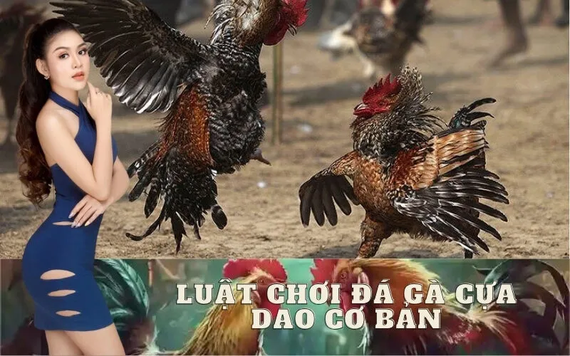 Luật Chơi Đá Gà Cựa Dao Cơ Bản