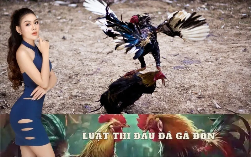 Luật Thi Đấu Đá Gà Đòn