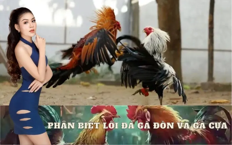 Phân Biệt Lối Đá Gà Đòn Với Gà Cựa