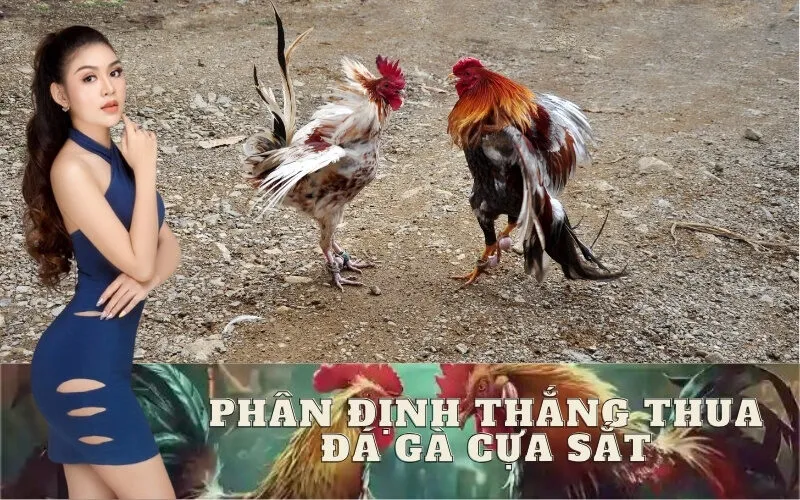 Phân Định Thắng Thua Đá Gà Cựa Sắt