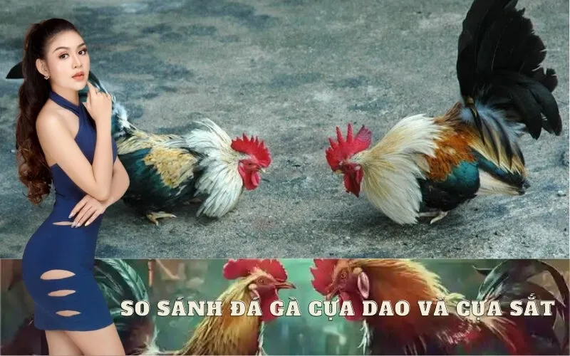 So sánh đá gà cựa dao và cựa sắt