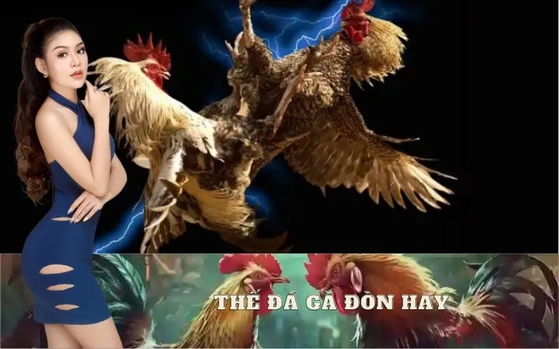 Thế Đá Gà Đòn Hay
